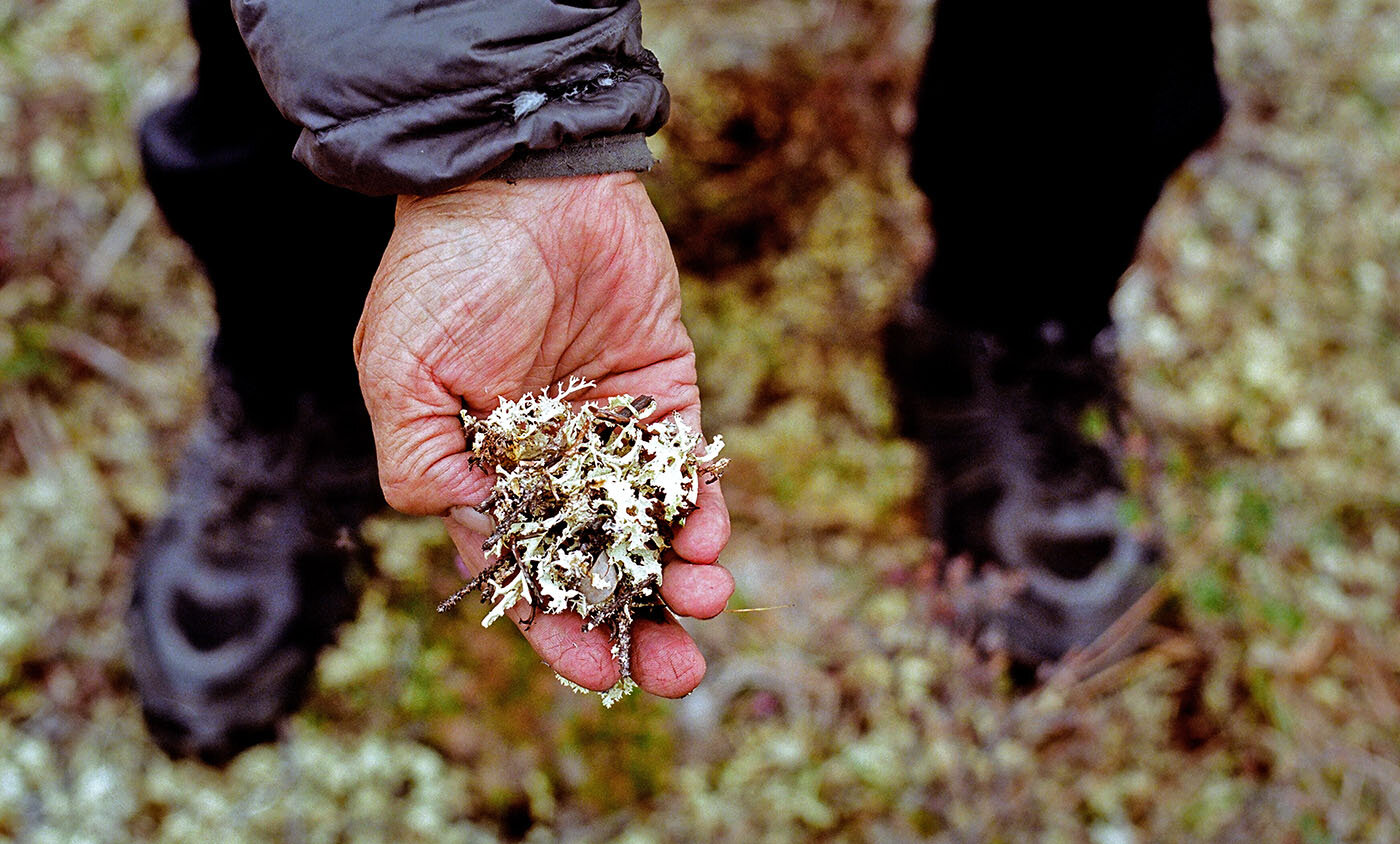 Sarah James holds lichen that proliferates on the tundra near her home. This plant attracts caribou on their annual migration to and from the coastal plain of the Arctic National Wildlife Refuge, where the animals migrate each year to give birth. Photo Credit: Brian Adams